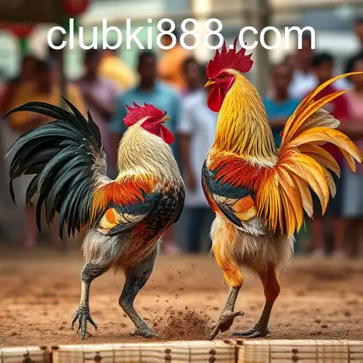 Exploring the Tradition and Controversy of Cockfighting: A Deep Dive into ki888